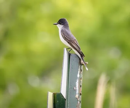 Eastern Kingbird Stock Photos
