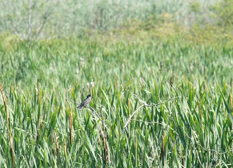 Eastern kingbird Stock Photos