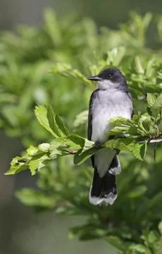 Eastern Kingbird Profile Stock Photos