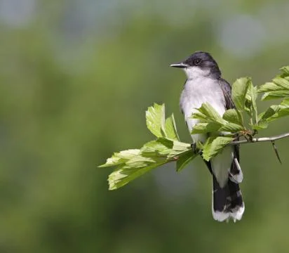 Eastern Kingbird Sitting Stock Photos