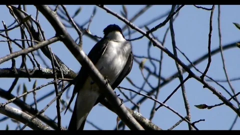 Eastern Kingbird sitting in tree during sunset Stock-Footage 71196431