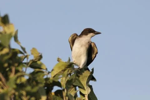 Eastern Kingbird at sunset Stock Photos