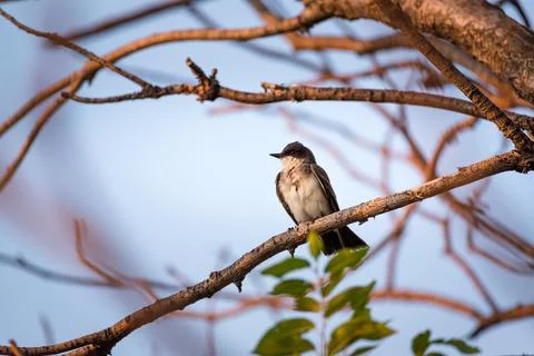 Eastern kingbird -  Tyrannus tyrannus Stock Photos