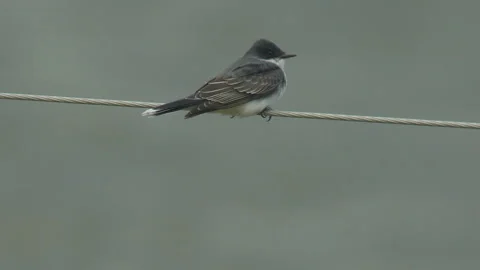 Eastern Kingbird on wire, flies off to right, slo-mo, 2k Stock Footage 224961745