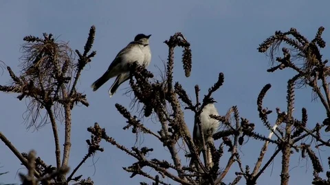 Eastern Kingbirds sit high in tree looking at setting sun. Video stock 71198935