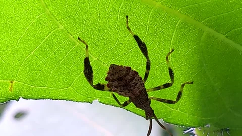 An Eastern Leaf Footed Bug on the Underside of a Leaf in a Garden, 4k Stock-Footage 341630705
