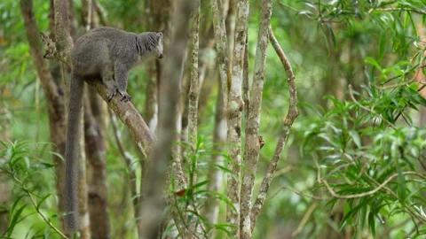 Eastern lesser bamboo lemur, Hapalemur griseus. grey monkey in the nature habita Stock Footage 289769739