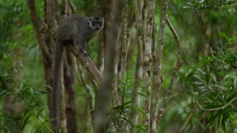 Eastern lesser bamboo lemur, Hapalemur griseus. grey monkey in the nature habita Stock Footage 289769740