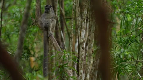 Eastern lesser bamboo lemur, Hapalemur griseus. grey monkey in the nature habita Stock Footage 289770503