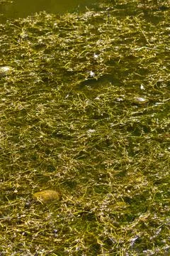 Eastern Long-Necked Turtle Cluster in Water Stock Photos