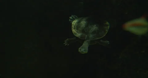 Eastern Long Necked Turtle Stock Footage 192496912