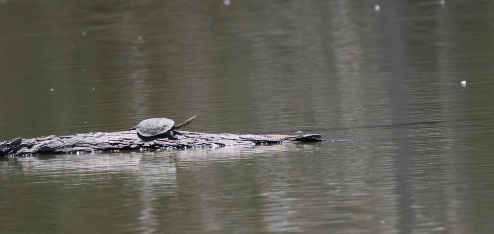 Eastern long-necked turtle. 库存照片