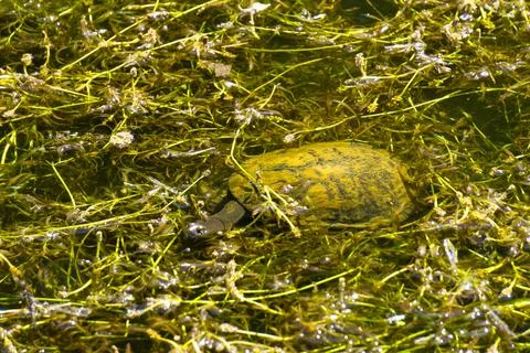 Eastern Long-Necked Turtle Stretching Stock Photos