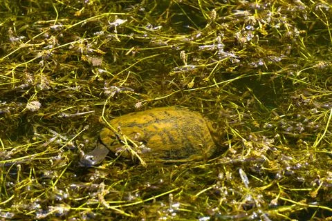 Eastern Long-Necked Turtle Stretching Its Head Out of Water Stock Photos