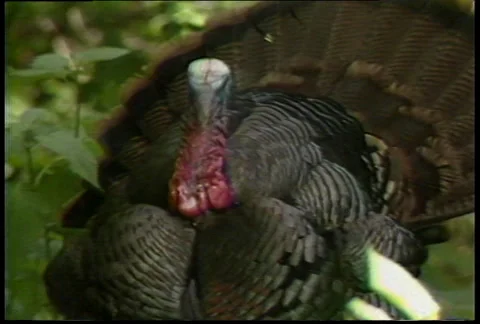 Eastern longbeard gobbler Stock Footage 34368369