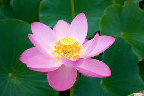 Eastern Lotus will open. Relic flower. Stock Photos