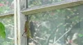 Eastern Lubber Grasshopper Climbs House Window 04 4k or 4k+ Resolution