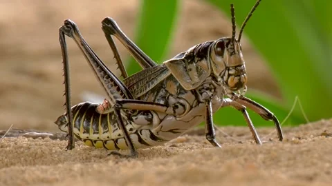 Eastern Lubber Grasshopper close up Stock Footage 134825056