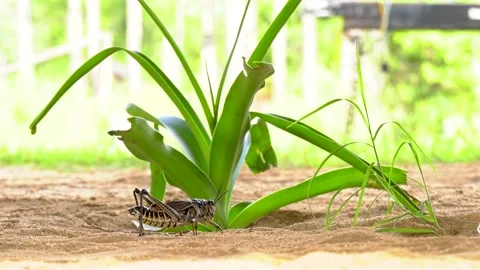 Eastern Lubber grasshopper Stock Footage 134728120