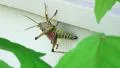 Eastern Lubber Grasshopper Hanging On Side Of House 4k or 4k+ Resolution