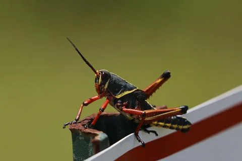 Eastern lubber grasshopper Stock Photos