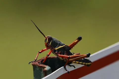 Eastern lubber grasshopper Stock Photos