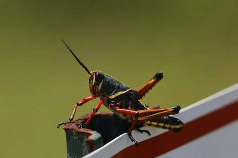 Eastern lubber grasshopper Stock Photos