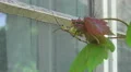 Eastern Lubber Grasshopper Reaching For Glass Window Of House 02 4k or 4k+ Resolution