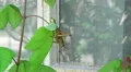 Eastern Lubber Grasshopper Reaching For Glass Window Of House 04 4k or 4k+ Resolution