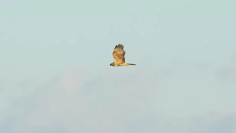 Eastern Marsh Harrier in flight (slow motion) Stock Footage 329968031