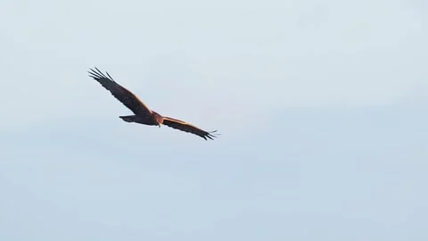 Eastern Marsh Harrier in flight (slow motion) Stock Footage 329968051