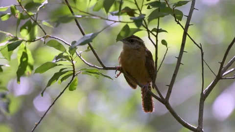 EASTERN MARSH WREN Video stock 230258429