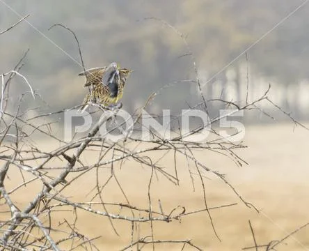 Eastern Meadowlark bird fluffing its wings while perched on branches Stock Photos