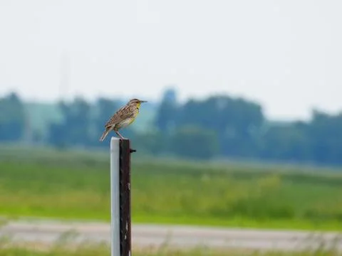 Eastern Meadowlark Perched On Fence Post Stock Photos