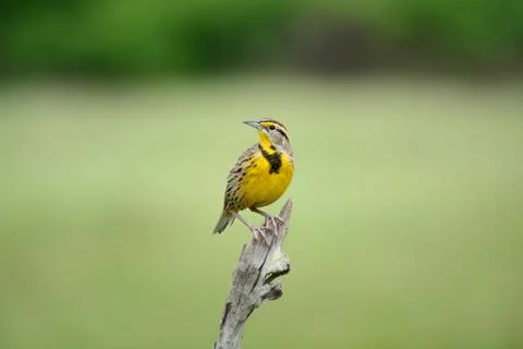 Eastern meadowlark Stock Photos