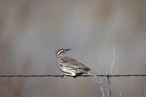 Eastern Meadowlark Stock Photos