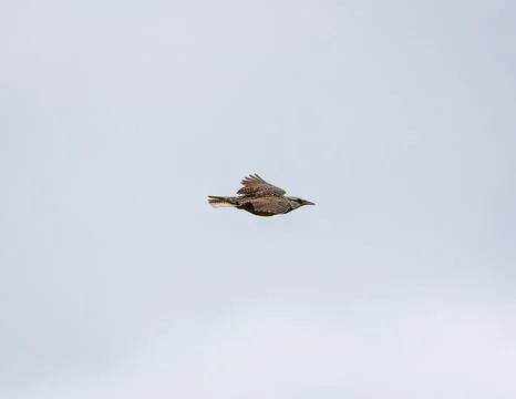Eastern Meadowlark Stock Photos