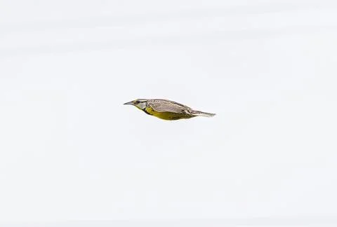 Eastern Meadowlark Stock Photos