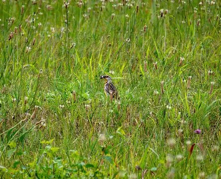 Eastern Meadowlark Stock Photos