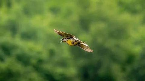Eastern Meadowlark Stockfoto's