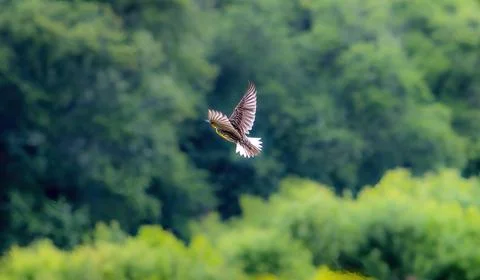 Eastern Meadowlark Stockfoto's