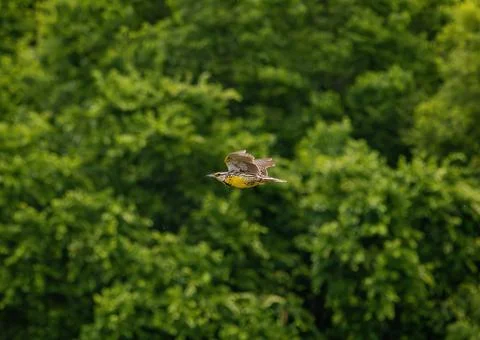 Eastern Meadowlark Stock Photos
