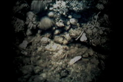 Eastern Mole Digging Through Soil Stockbeeldmateriaal 476301