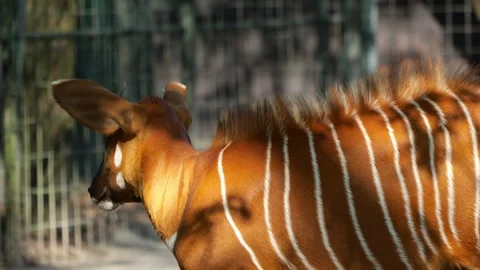 Eastern Mountain Bongo Antelope Walking In Sunny Enclosure 動画素材 333645002