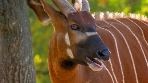 Eastern mountain bongo (Tragelaphus euryerus isaaci) chewing Stock Footage 98057657