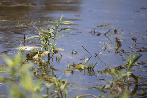 Eastern Mud Turtle and Red-Eared Slider Stock Photos