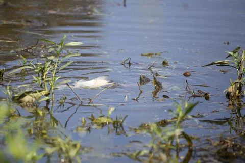 Eastern Mud Turtle Stock Photos
