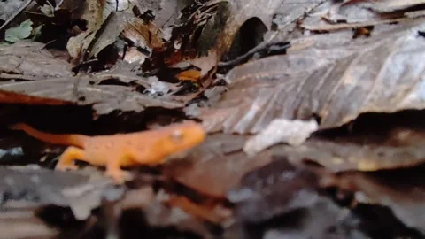 Eastern Newt Stock Footage 310967456