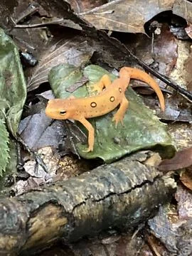 Eastern Newt Stock Photos