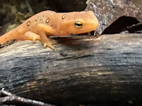 Eastern Newt Stock Photos